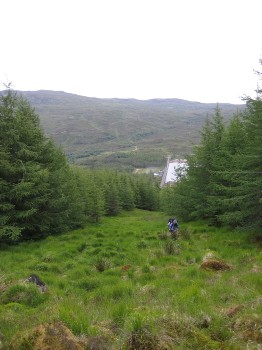 Forest descent via firebreak